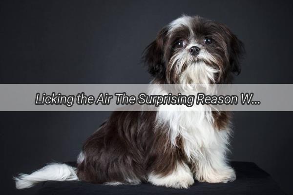  Licking the Air The Surprising Reason Why Your Dog Cant Stop Opening Its Mouth